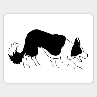 Border collie Sticker